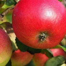 AgrarFly PSM Drohnen Apfel