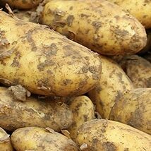 AgrarFly PSM Drohnen Kartoffeln