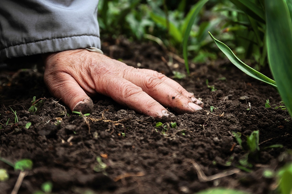 A female old hand on soil-earth. Close-up. Concept of old age-youth, life, health, nature.