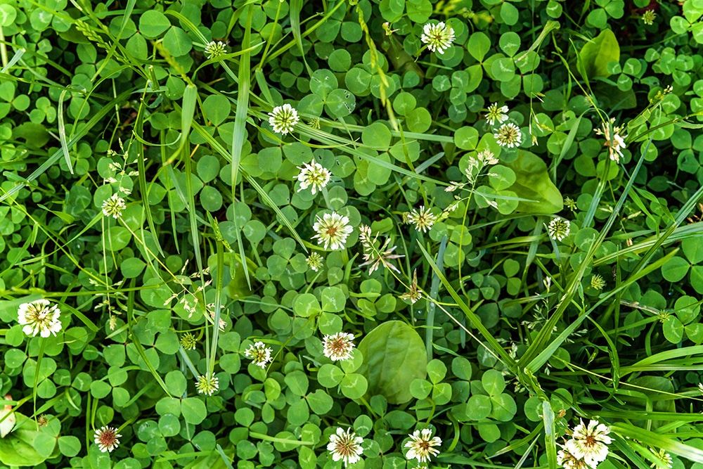 Lawn with white clover flowers and green grass